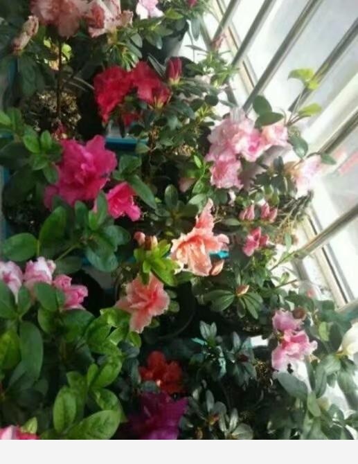 可不可以給我普及一個養花小知識？-閉花落雨的回答