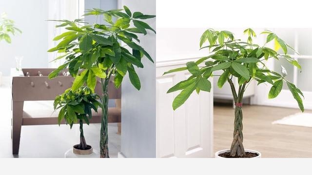 可不可以給我普及一個養花小知識？-養花世界的回答
