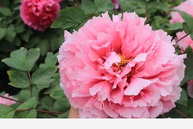 養花應該怎麼去給植物施肥？應該怎麼去選擇肥料呢？-依然是琴姐的回答