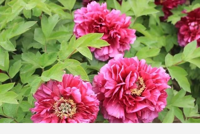 養花應該怎麼去給植物施肥？應該怎麼去選擇肥料呢？-依然是琴姐的回答