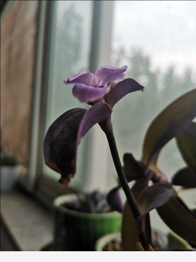 養花應該怎麼去給植物施肥？應該怎麼去選擇肥料呢？-依然是琴姐的回答