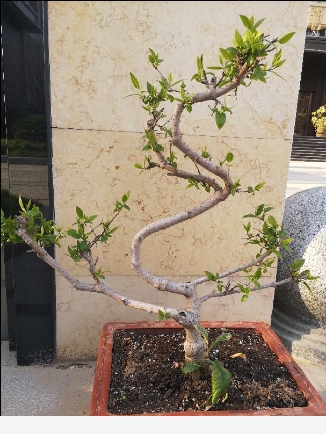 養花應該怎麼去給植物施肥？應該怎麼去選擇肥料呢？-依然是琴姐的回答