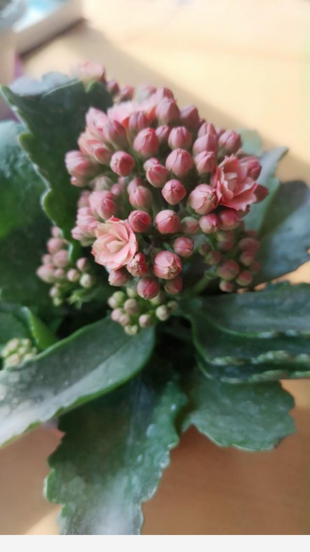 養花應該怎麼去給植物施肥？應該怎麼去選擇肥料呢？-依然是琴姐的回答