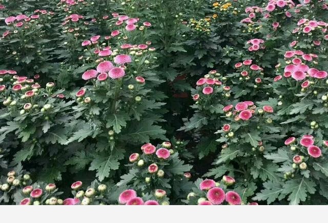 花卉怎樣施肥，有什麼技巧？-魏華農教你養花種菜的回答
