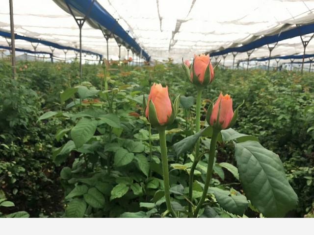 花卉怎樣施肥，有什麼技巧？-魏華農教你養花種菜的回答