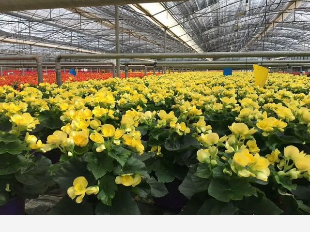 花卉怎樣施肥，有什麼技巧？-魏華農教你養花種菜的回答