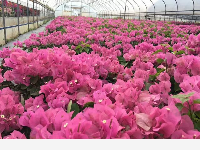 花卉怎樣施肥，有什麼技巧？-魏華農教你養花種菜的回答