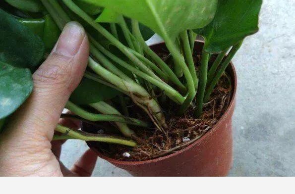 花卉怎樣施肥，有什麼技巧？-小雅在陽臺的回答