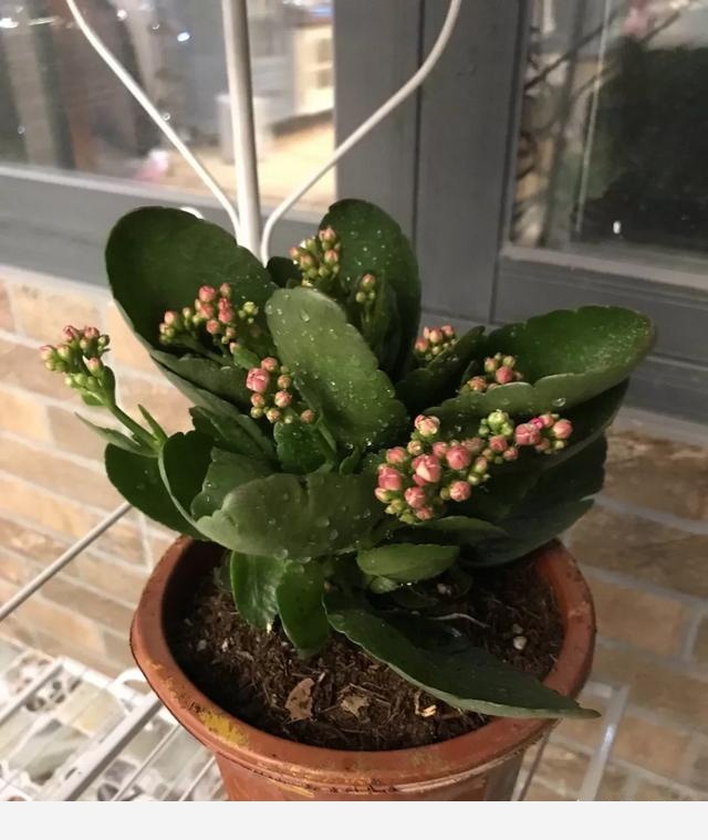 花卉怎樣施肥，有什麼技巧？-小雅在陽臺的回答