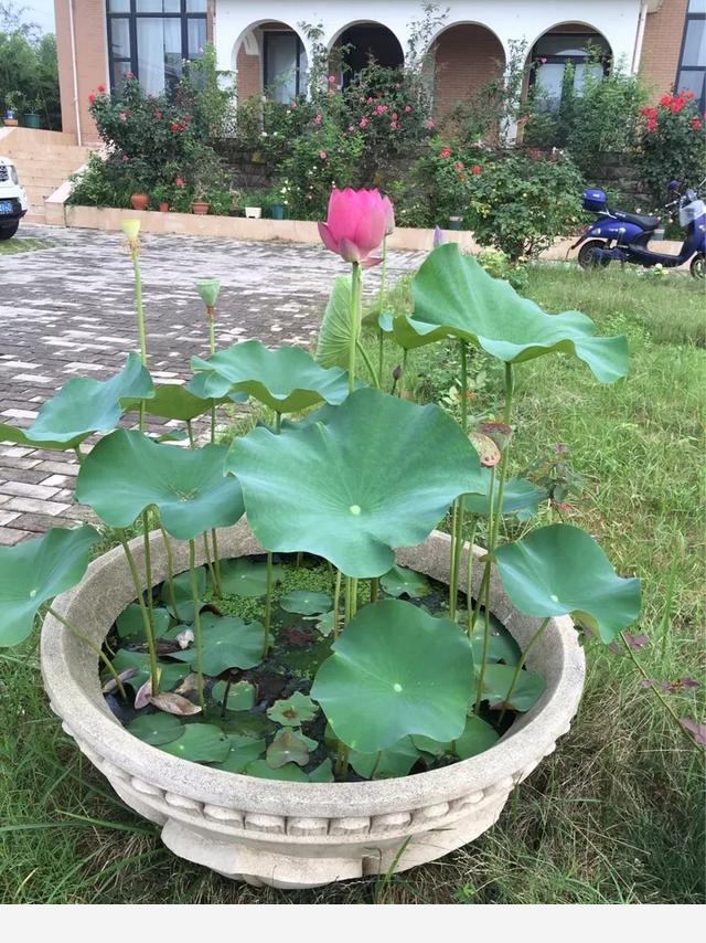 花卉怎樣施肥，有什麼技巧？-博觀印象的回答