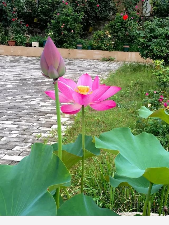 花卉怎樣施肥，有什麼技巧？-博觀印象的回答