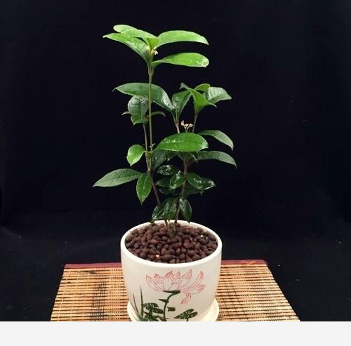 花卉怎樣施肥，有什麼技巧？-植物草蟲的回答