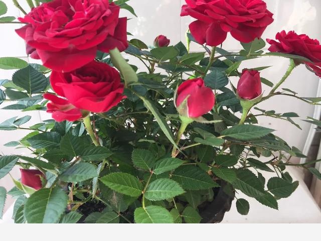 如何養花，花更鮮？-小雅在陽臺的回答