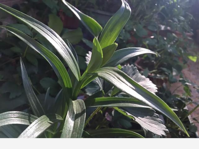 如何養花，花更鮮？-小雅在陽臺的回答