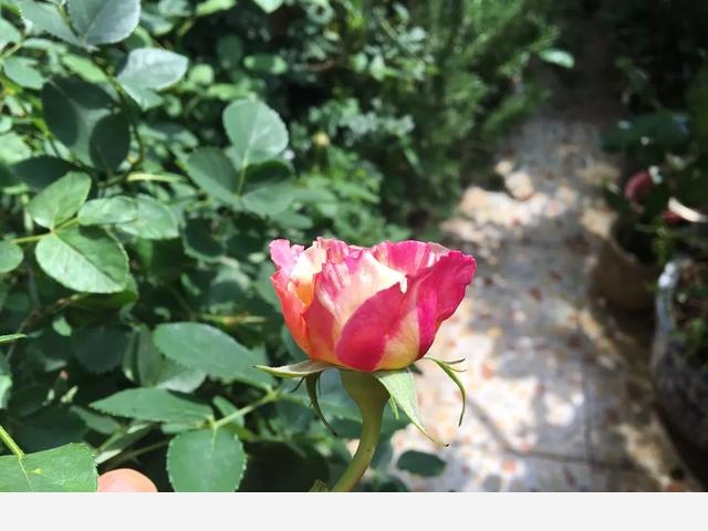 如何養花，花更鮮？-小雅在陽臺的回答