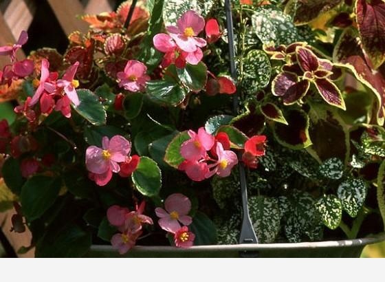 如何養花，花更鮮？-善良和愛的回答