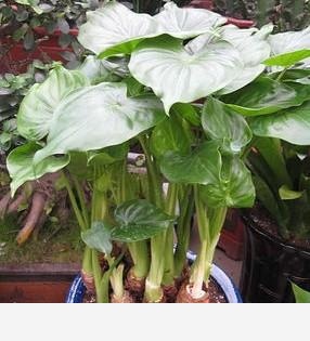 如何養花，花更鮮？-善良和愛的回答