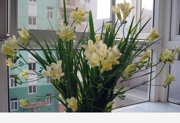 如何養花，花更鮮？-善良和愛的回答