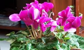 如何養花，花更鮮？-善良和愛的回答