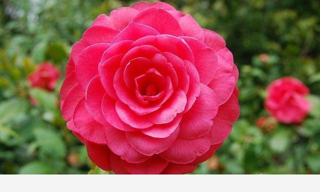 盆栽養花，怎樣才能養得更好？-總結人類智慧精華的回答