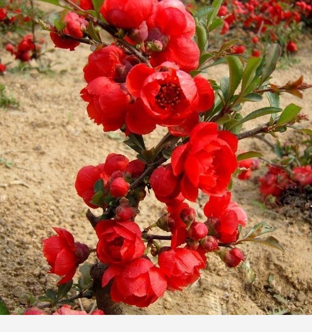 盆栽養花，怎樣才能養得更好？-總結人類智慧精華的回答