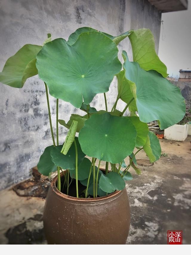 在水缸里如何種植荷花？-深山小院的回答