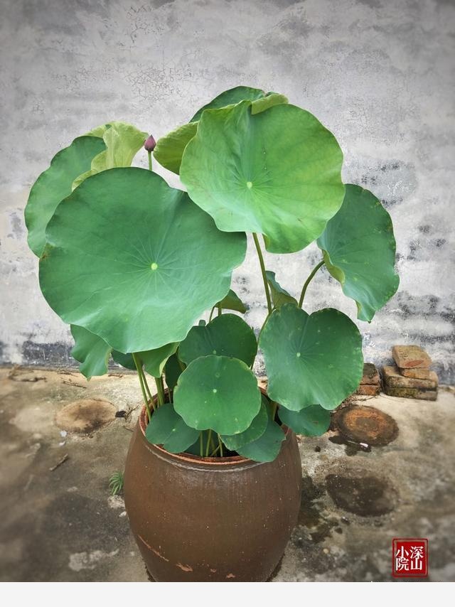 在水缸里如何種植荷花？-深山小院的回答