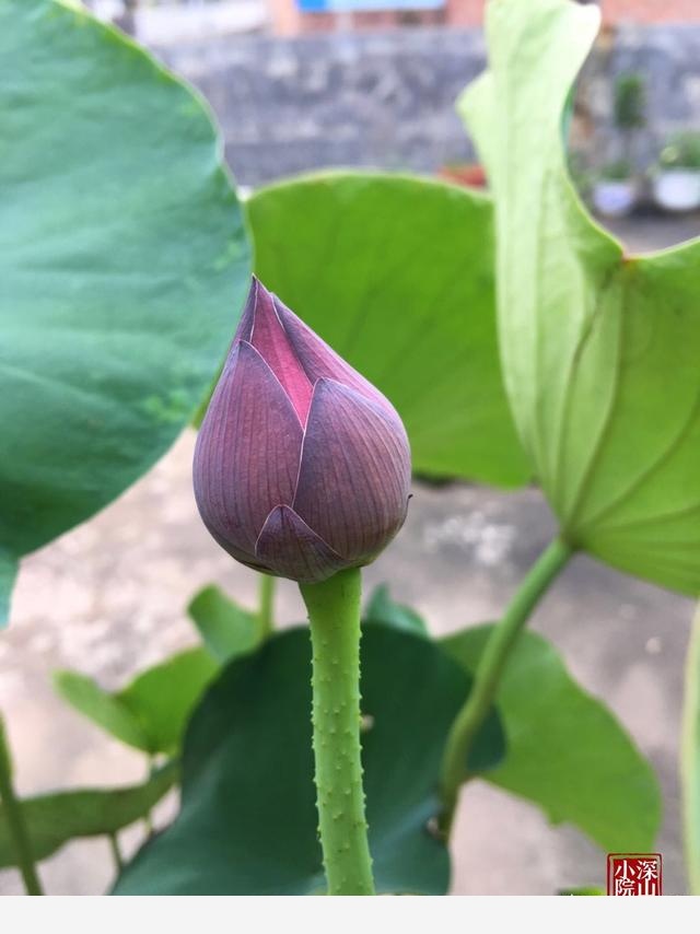 在水缸里如何種植荷花？-深山小院的回答