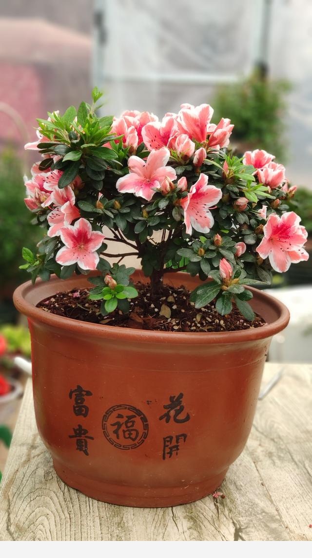 室內擺什麼花好？-書香庭院的玉痕的回答