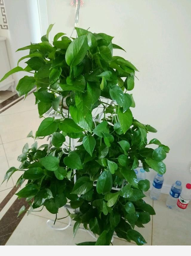 室內擺什麼花好？-書香庭院的玉痕的回答