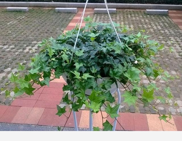 室內擺什麼花好？-書香庭院的玉痕的回答