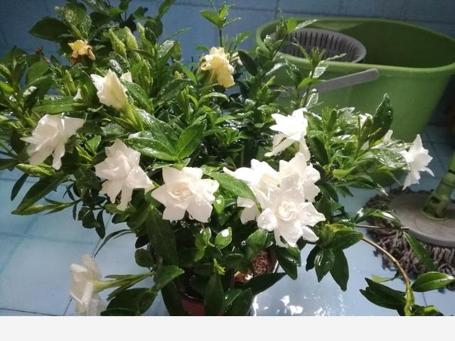 室內適合養哪種帶香味的植物？-劉子恆Lockie的回答