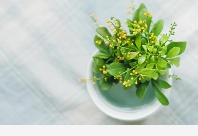室內適合養哪種帶香味的植物？-劉子恆Lockie的回答