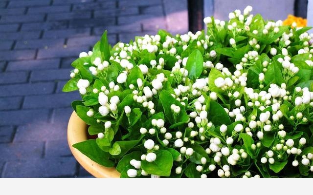 室內適合養哪種帶香味的植物？-劉子恆Lockie的回答