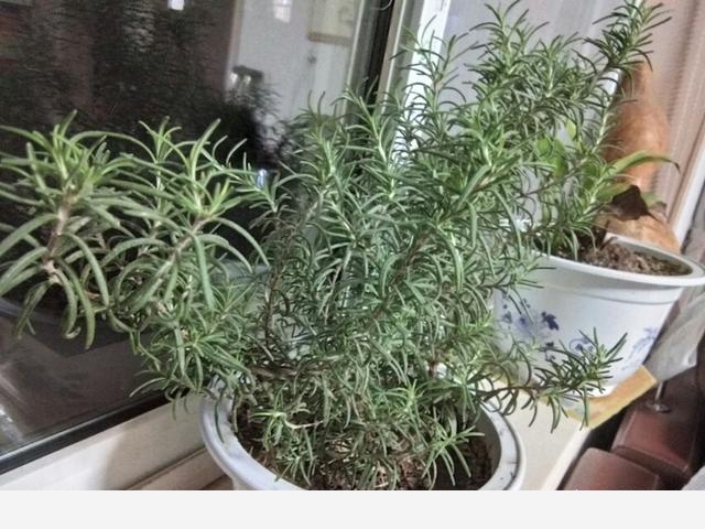 室內適合養哪種帶香味的植物？-棒奔霸的回答