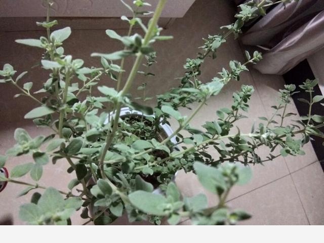 室內適合養哪種帶香味的植物？-棒奔霸的回答