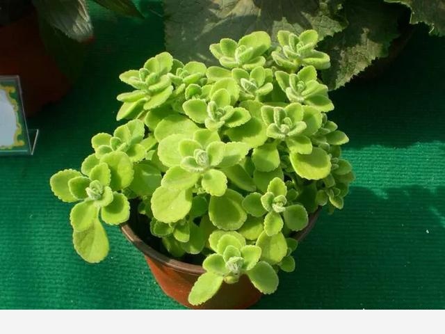 室內適合養哪種帶香味的植物？-農科小孫說的回答