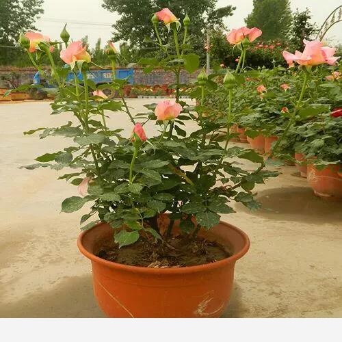 室內適合養哪種帶香味的植物？-農科小孫說的回答