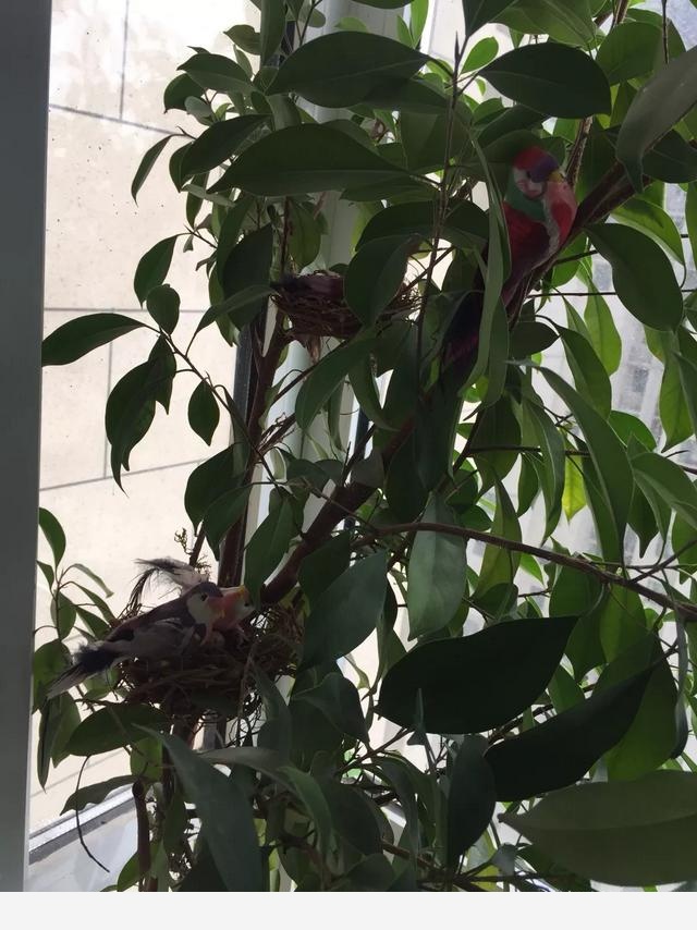 室內適合養哪種帶香味的植物？-蠟筆小新868的回答