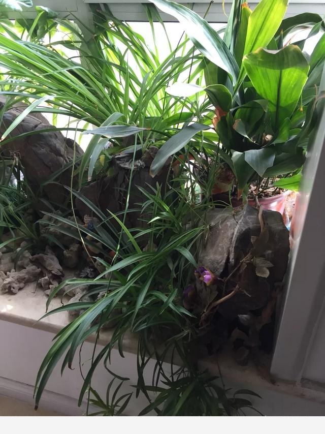 室內適合養哪種帶香味的植物？-蠟筆小新868的回答