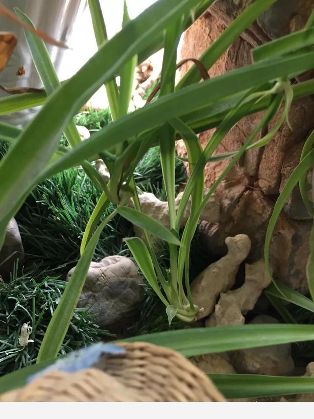 室內適合養哪種帶香味的植物？-蠟筆小新868的回答