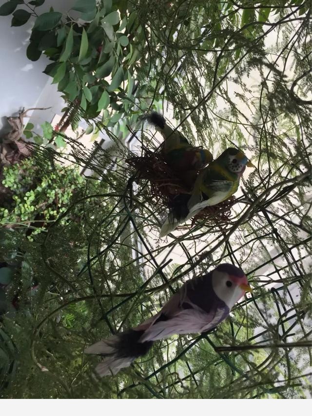 室內適合養哪種帶香味的植物？-蠟筆小新868的回答