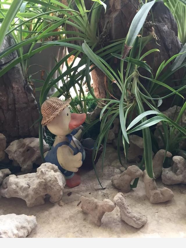 室內適合養哪種帶香味的植物？-蠟筆小新868的回答