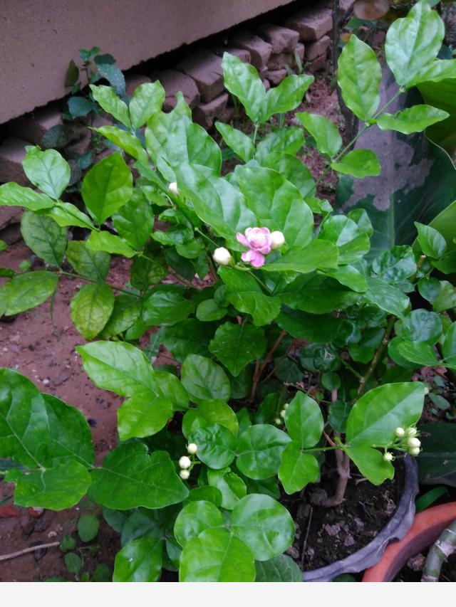 室內適合養哪種帶香味的植物？-無花果20170730的回答