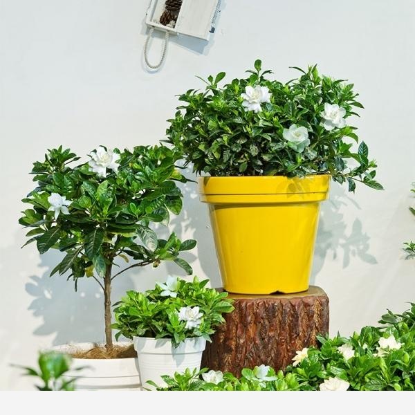 室內適合養哪種帶香味的植物？-繁花似錦園藝娘的回答