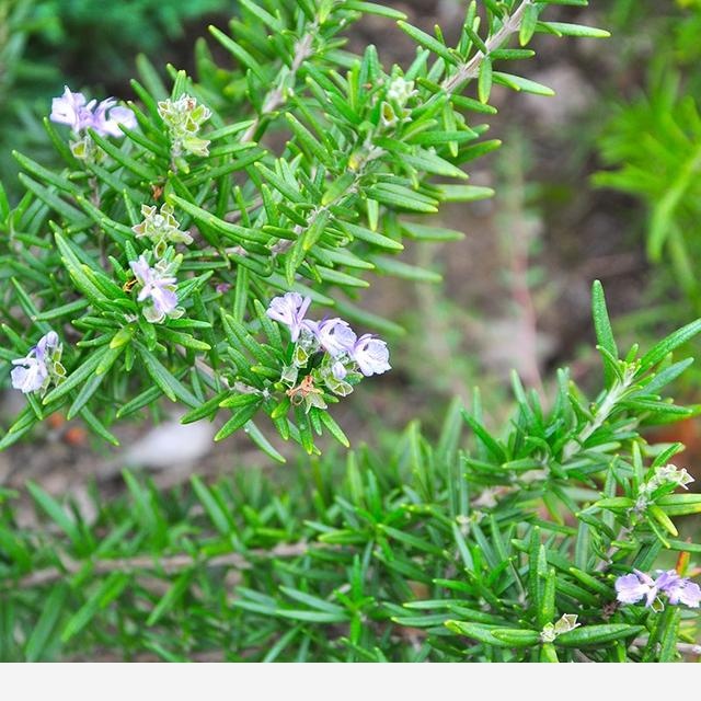 室內適合養哪種帶香味的植物？-繁花似錦園藝娘的回答