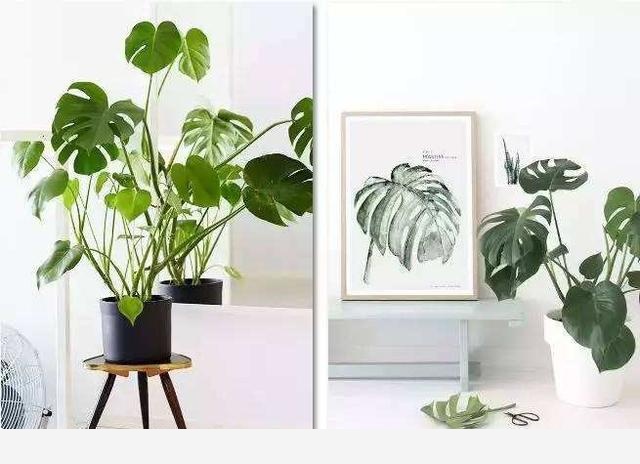 有哪些適合擺在室內的植物？-園藝印象的回答
