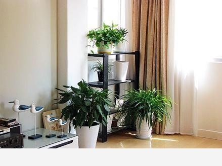 有哪些適合擺在室內的植物？-園藝印象的回答
