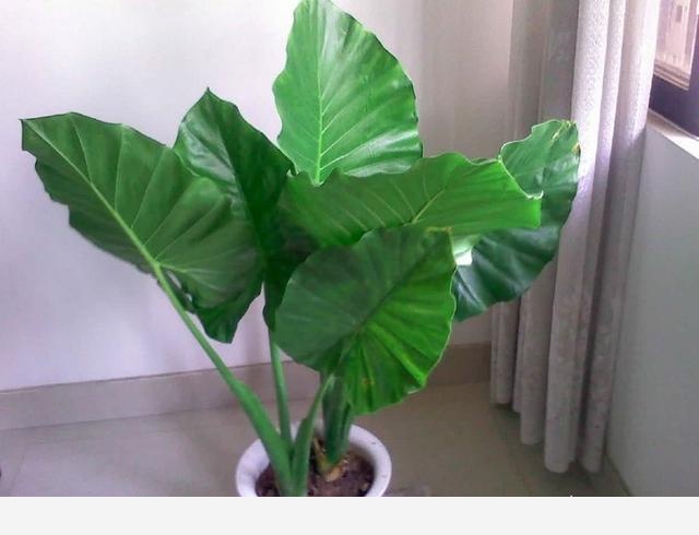 有哪些適合擺在室內的植物？-園藝印象的回答
