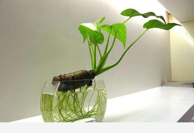 有哪些適合擺在室內的植物？-園藝印象的回答
